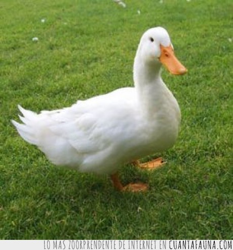17402 - ANATIDAEFOBIA - Fobia de que en algún momento, en algún lugar, un pato te esté observando.