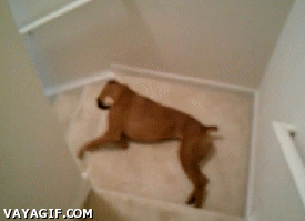 vago,perro,escaleras,arrastrarse