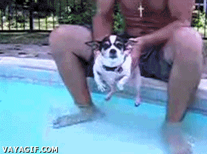 perro,nadar,fail,agua