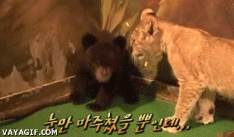 leon,miedo,oso
