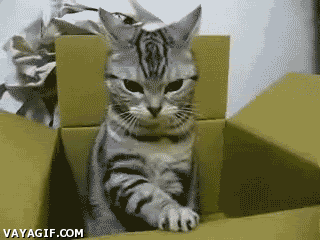 morse,gato,caja