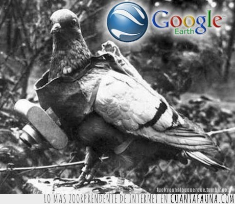 17466 - PALOMAS - Que trabajan para google