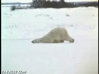 polar,oso,nieve