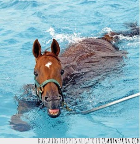 caballo,agua,caballito de mar