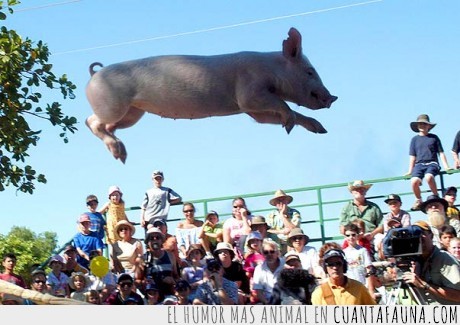17748 - TÚ LO QUE ESTÁS VIENDO - Es un cerdo volando...