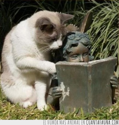 gato,leer,estatua,libro