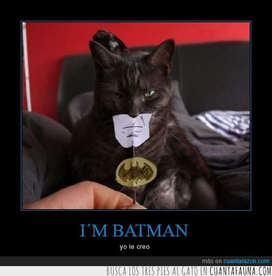 gato,batman,serio,verdadero
