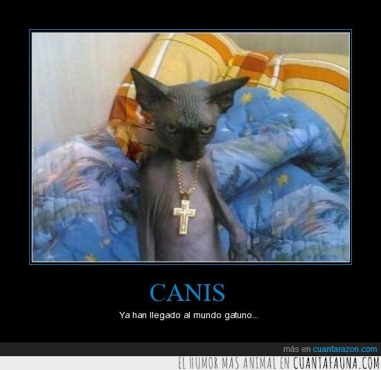 1135 - CANIS