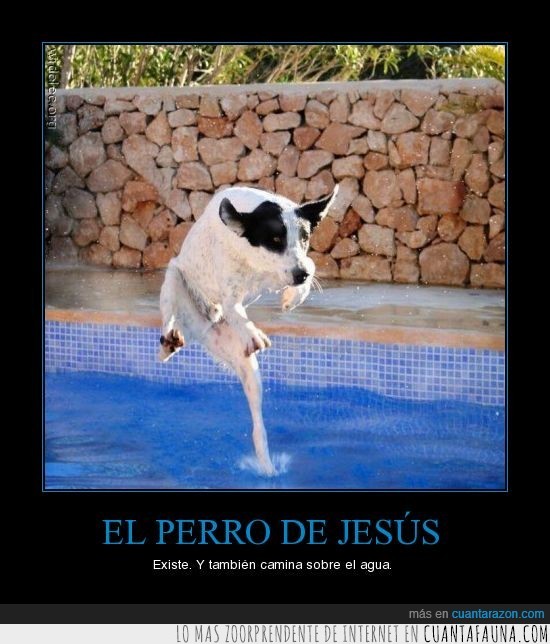 perro,jesus,flotar,caminar,agua