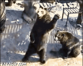 saludos,saludar,oso