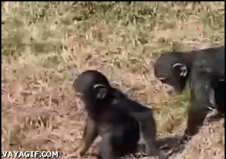 mono,empujar,diferencia,chimpance,agua