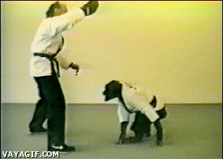 patada,mono,karate,chimpance