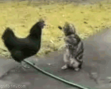 pollo,pelea,gato