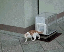 vago,gato,bajar,ascensor