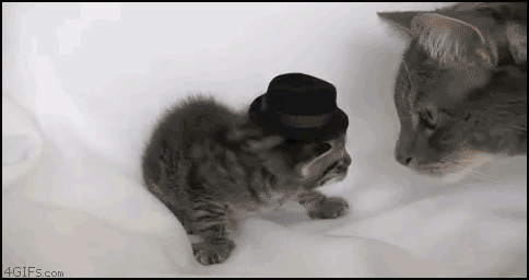 sombrero,gato,bofetada
