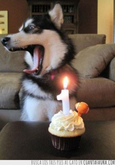tarta,perro,husky,cumpleaños