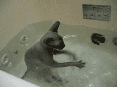 nadar,Gato,agua