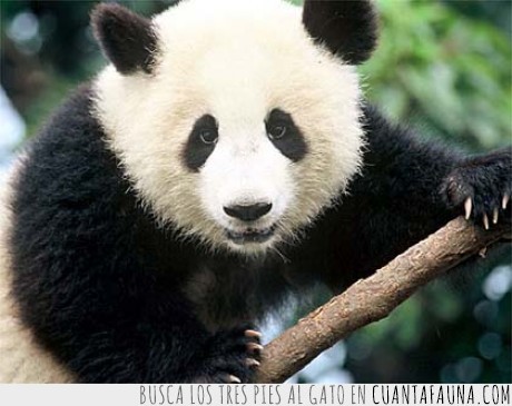 16147 - NO SEAS RACISTA - Sé como un oso panda: blanco, negro y asiatico a la vez