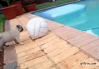 perro,pelota