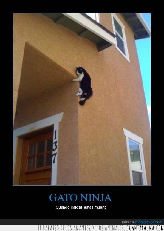 pared,ninja,gato,casa
