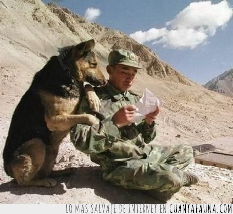 soldado,plan,perro,montañas