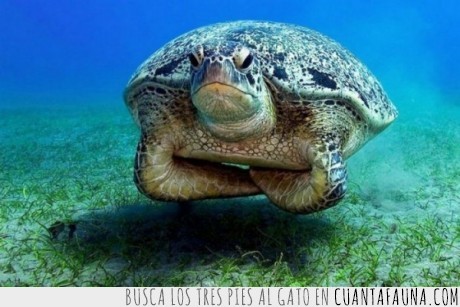 tortuga,challenge accepted