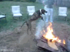 saltar,ritual,perro,fuego,can