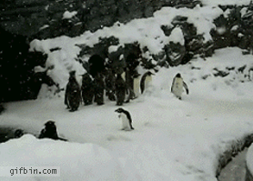 pingüino,nieve