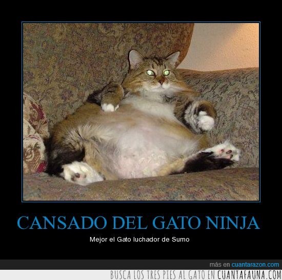 ninja,gordo,gato,epic