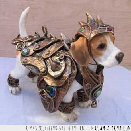 perro,medieval,dueños,disfraz