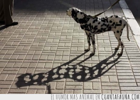 sombra,perro,dalmata
