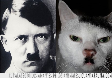 hitler,gato,bigote