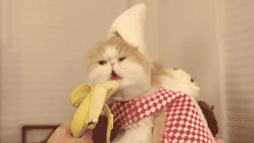 gato,banana