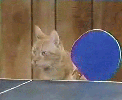 tenis,raqueta,pingpong,gato