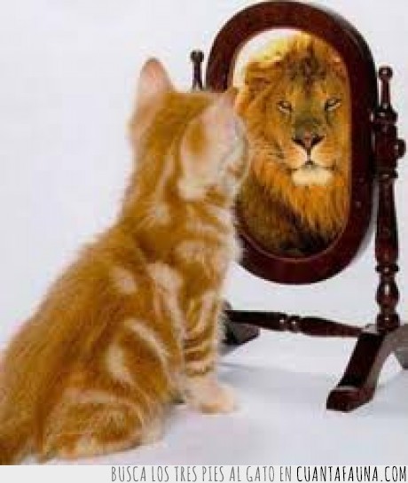 leon,gato,espejo