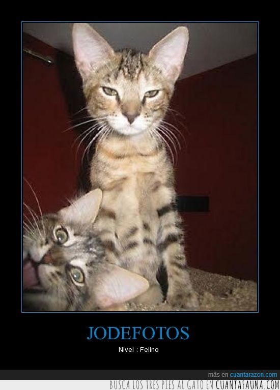 jodefotos,gato,felino