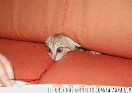 sofa,Gato,escondite