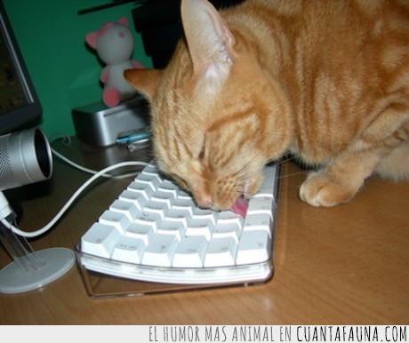 teclado,limpiar,gato