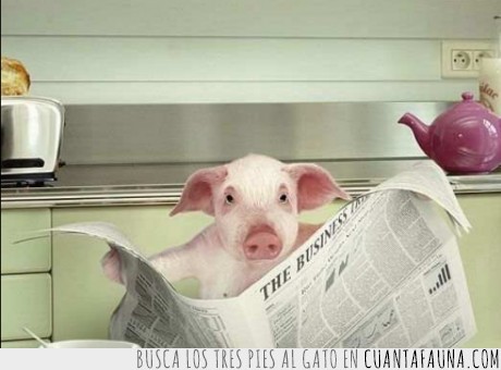 políticos,periódico,cerdo