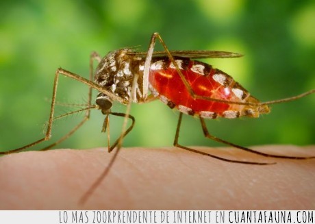 extinción,insecto,picada,mosquito