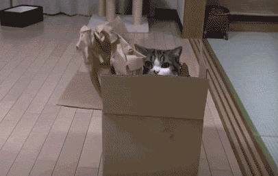 servir,gato,caja