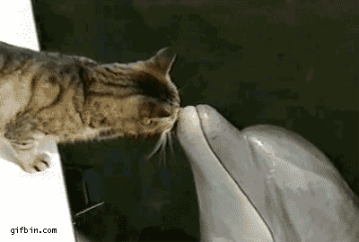 gato,delfín,beso