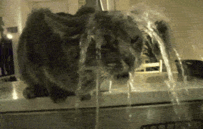mojar,gato,agua
