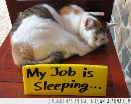 trabajo,gato,dormir
