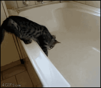 salto,pánico,gato,bañera