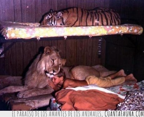 tigre,niño,leon,huevos,dormir