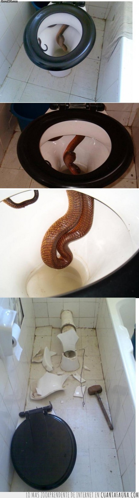 taza,serpiente,miedo,baño,asco