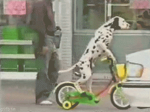 perro,dalmata,bicicleta