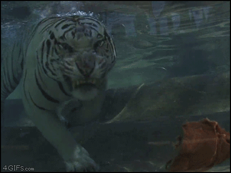 tigre,come,bajo el agua,carne,animal