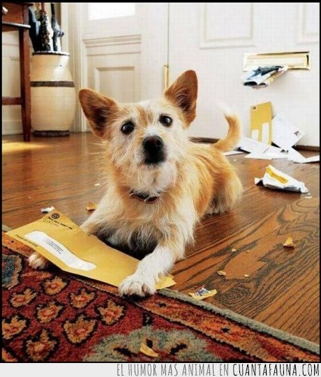 perro,morder,correo,cartas